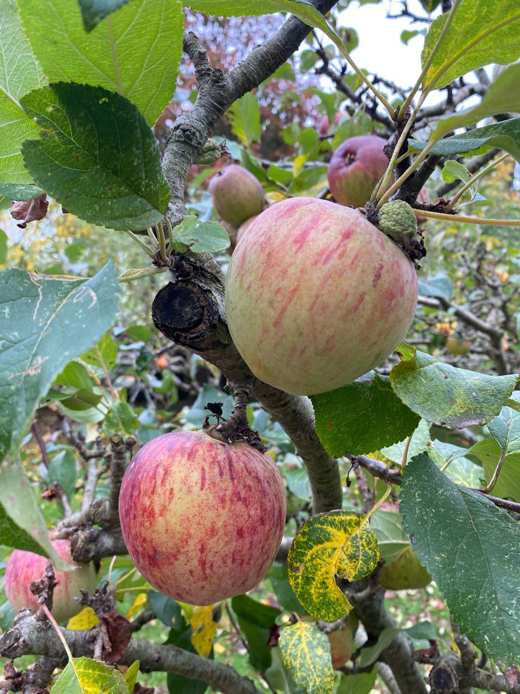 Apple Day. a delightful celebration of&nbsp;Apples