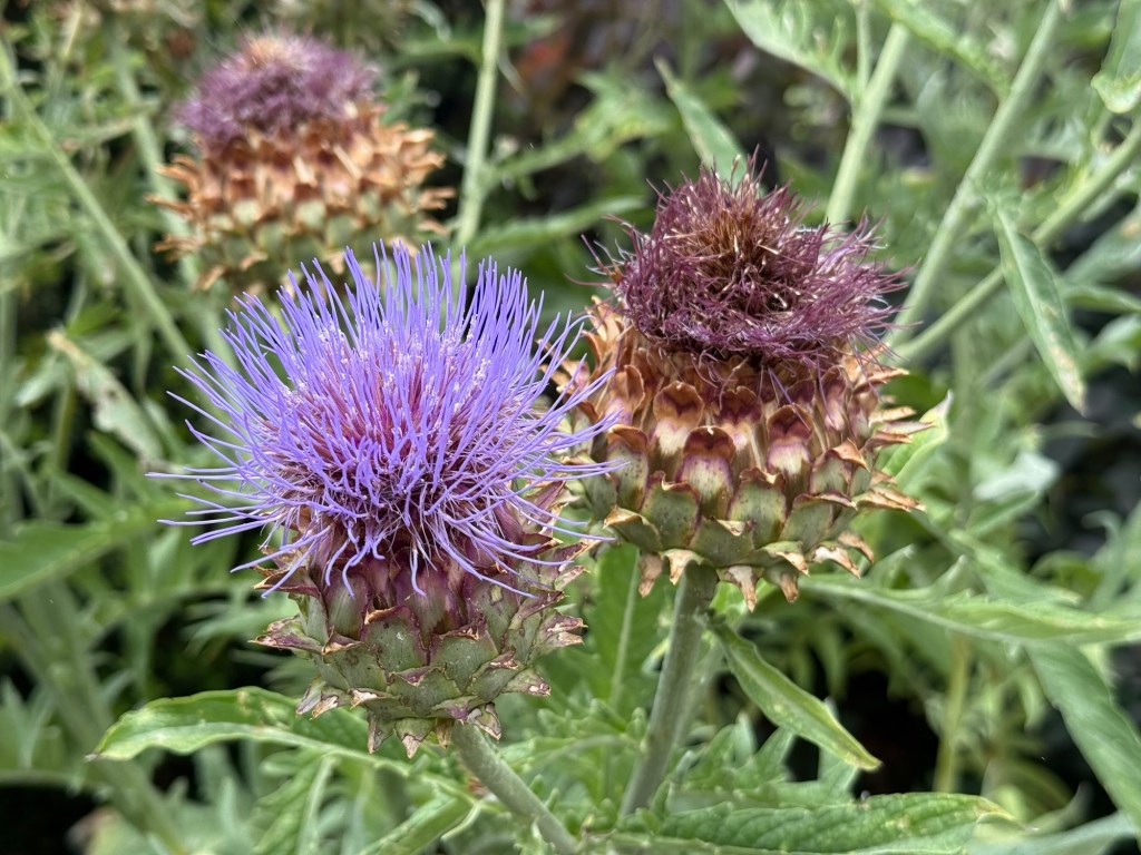 Late Summer: Nourishing the Centre – Mind, Body and&nbsp;Spirit