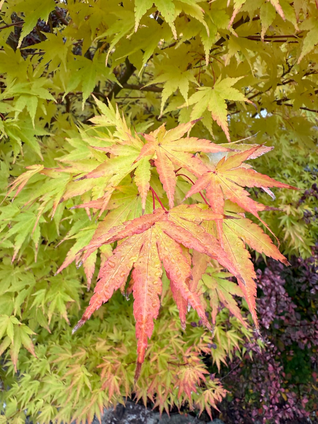 Iwood Health Autumn&nbsp;Newsletter