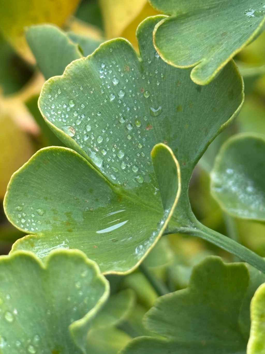 Autumn Recipes for your&nbsp;Health