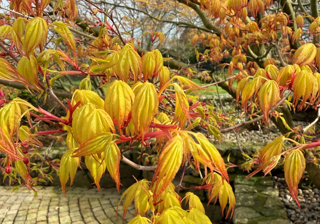 Iwood Health – Spring&nbsp;Newsletter