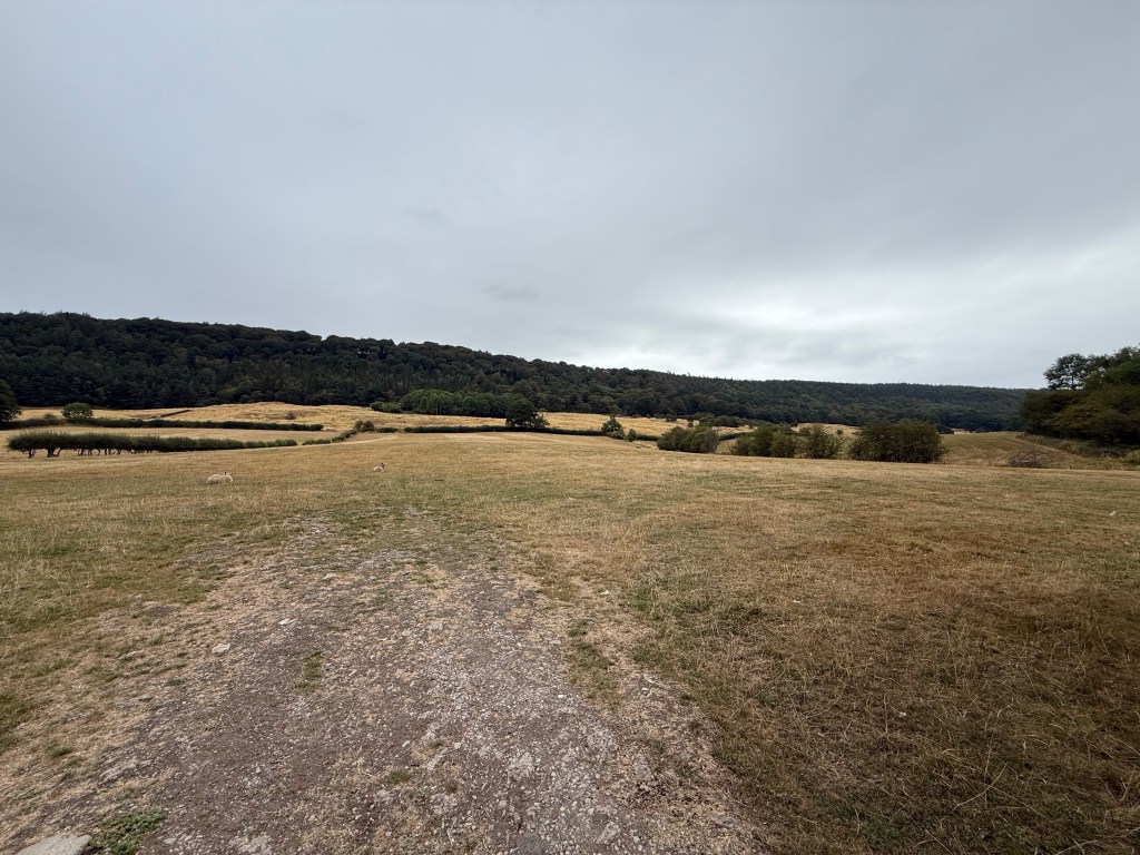 Reflections on resilience from a parched landscape by Louise Hudson (Hypnotherapist)